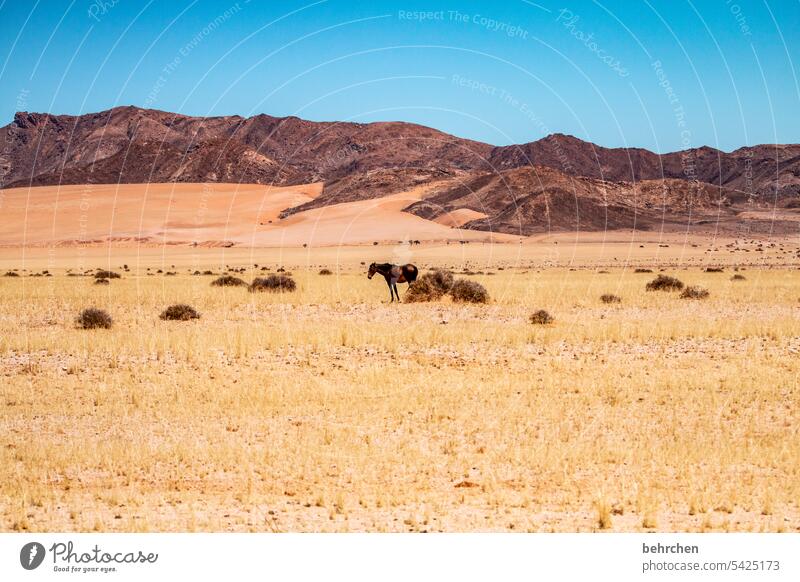 A horse Sand Horse Free Wild Wild horses Desert Africa Namibia Adventure Loneliness Colour photo Wanderlust Far-off places Exterior shot Landscape
