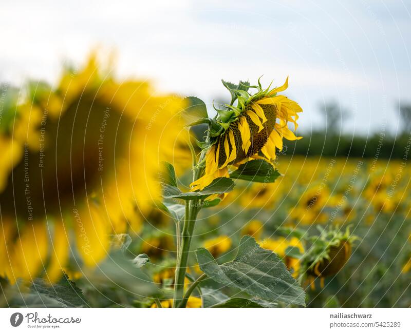 sunflower field Mature Sunflower oil Cooking oil Energy Blue Environment Landscape Plant pretty Agricultural crop Sky Back-light Hill Infinity Romance
