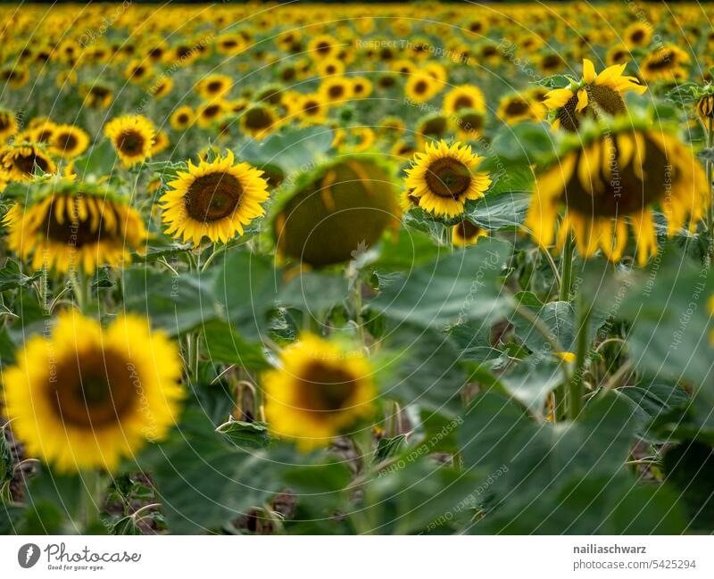 sunflower field Colour Margin of a field aridity Exterior shot Drought drought Colour photo series Sunset Sunflower field Rhineland-Palatinate Idyll Many Yellow