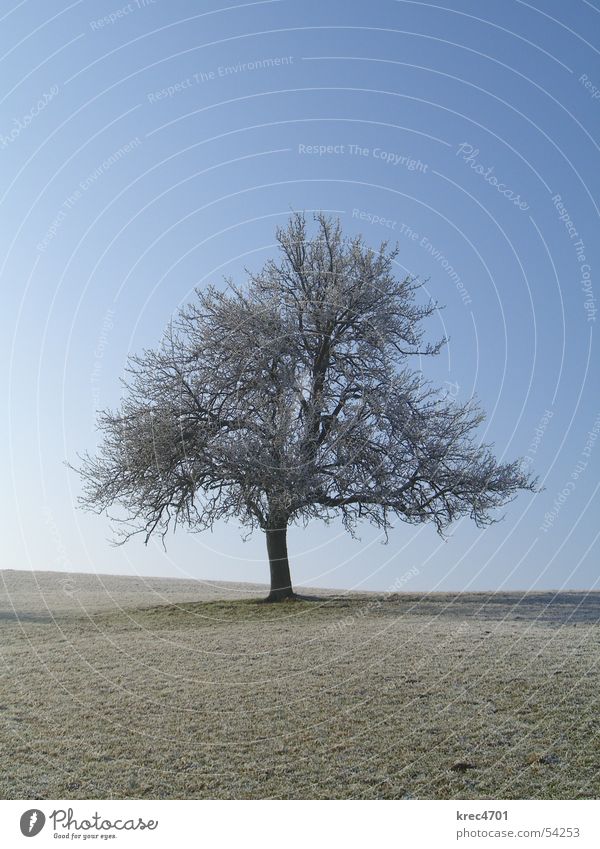 Single tree Tree Meadow Winter Individual Pasture Sky Blue sky Hoar frost Loneliness unattached