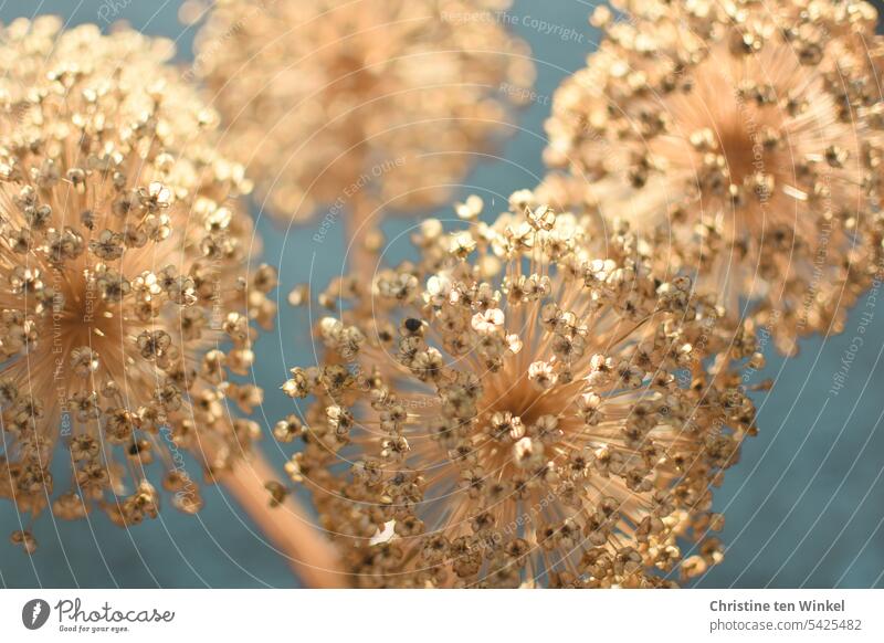 Ornamental garlic - withered and dried ornamental garlic differently especially allium Close-up Esthetic Exterior shot Colour photo Nature Faded Dry seed stand