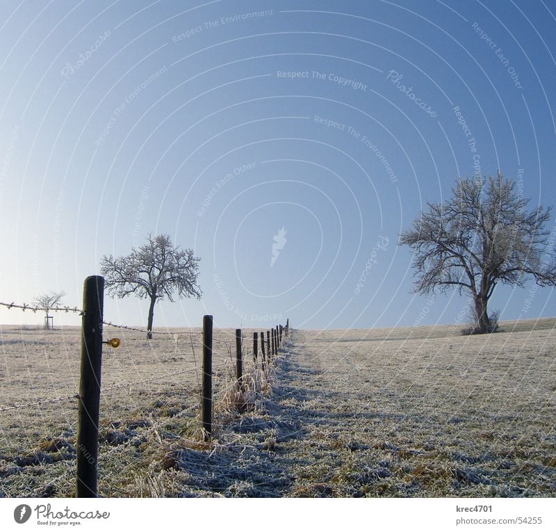 Separate Tree Meadow Winter Individual Fence Pasture fence Sky Blue sky Hoar frost Loneliness unattached