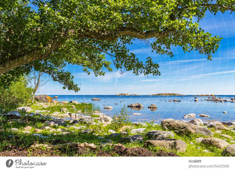 Baltic coast with rocks and tree on Sladö island in Sweden Island Västervik Ocean Baltic Sea archipelago garden archipelago island hasselö Landscape Nature