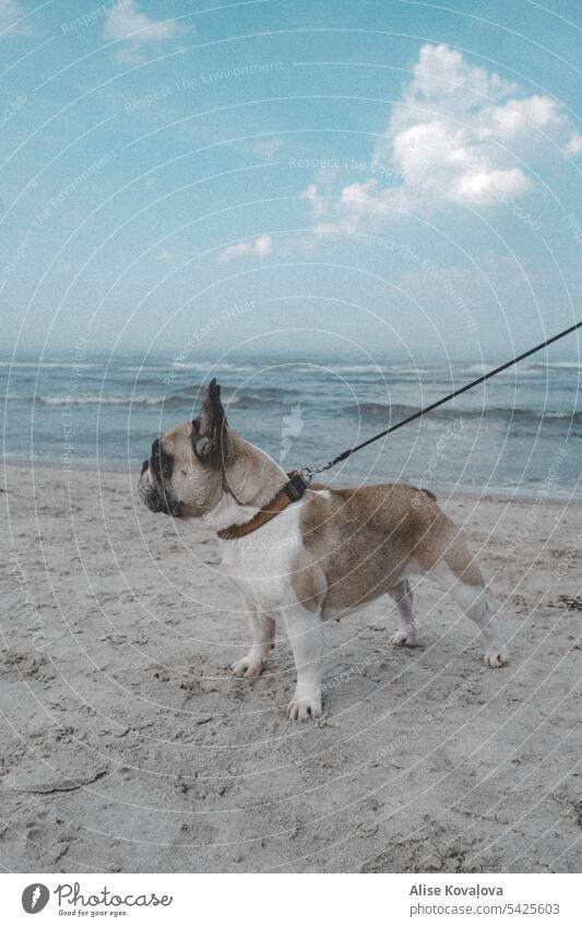 dog by the sea Sea french bulldog frenchie Dog collar dog leash dog on a leash sea shore Sandy beach Waves To go for a walk Animal portrait
