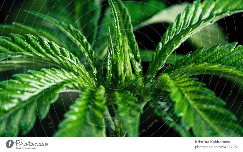 THC cannabis production.Hemp cultivation, sativa indica weed growing.Macro hemp marijuana medicine plant green health leaf medical nature herb drug growth