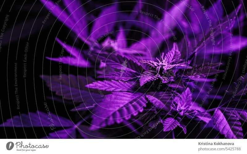 Macro cannabis plant bush, violet smoke cloud. Organic grow, neon colorful light hemp marijuana medicine green health leaf medical nature herb drug growth