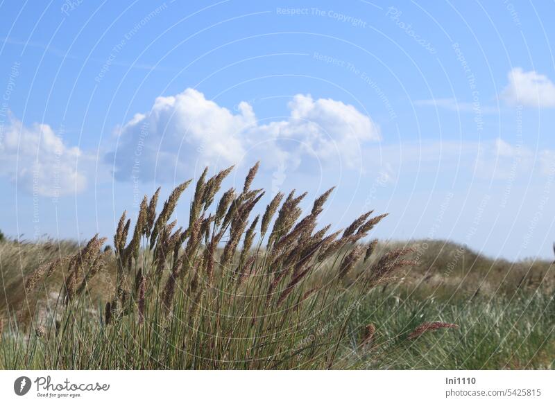 Dune landscape Dueodde beach Bornholm Nature Landscape dunes Sand Grass marram grass Sky Clouds Beautiful weather Blue sky Baltic beach grass cross