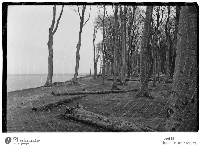 Trees in March 2023 Ghost forest Baltic Sea baltic Ocean coast trees Nature Landscape Exterior shot Baltic coast Idyll Mecklenburg-Western Pomerania