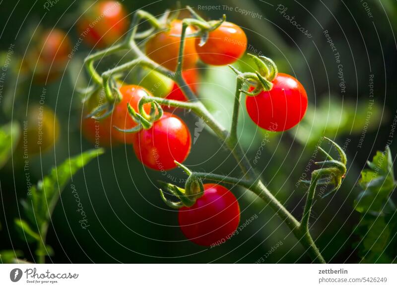 Tomatoes in the garden risp organic Ecological degree of maturity Red Mature harvest season Autumn solanum Twig Depth of field Copy Space shrub Summer