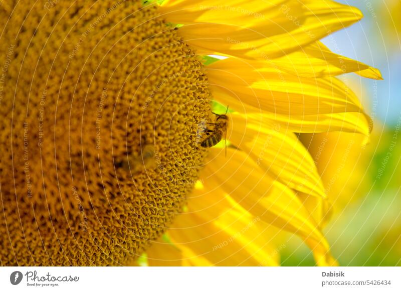 Honey bee pollinates blooming sunflower, close up shot field macro yellow pollen insect plant pollination animal ecology garden background color beautiful