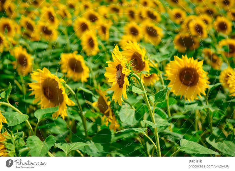 Blooming sunflowers field at summer day blooming plantation yellow agriculture landscape background farming harvest sky nature concept beauty green oil colorful