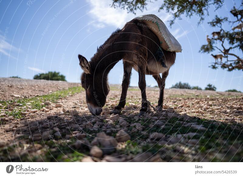 Donkey in the shade of a tree. Goats on a tree Tree Shadow Morocco Animal Exterior shot Deserted connected Farm animal argan tree Landscape Search food