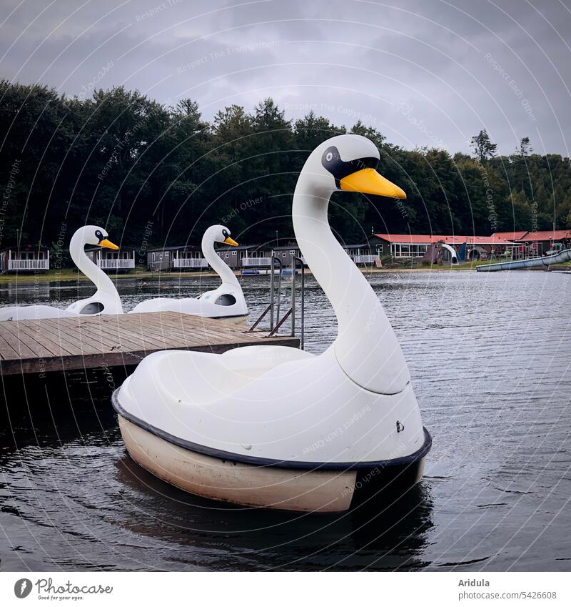 Swan family | pedal boats on the swimming lake at the campsite Pedalo Lake Water Watercraft Swimming & Bathing Swimming pool Summer Vacation & Travel Deserted