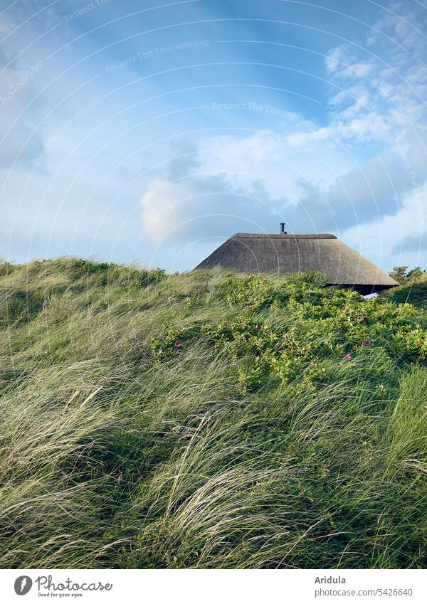 House with thatched roof, towers over dune with dune grass under slightly cloudy blue sky reed Reet roof Roof duene House (Residential Structure)