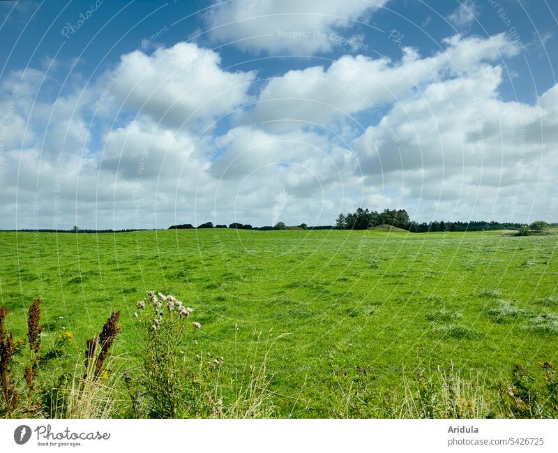 Green meadow with blue sky and white clouds Meadow Willow tree Grass Blue sky Clouds flat country Landscape Agriculture Horizon Denmark Nature Summer Field