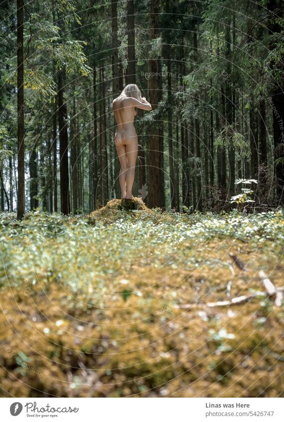 These green woods are being roamed with wild and gorgeous naked creatures like this blonde girl. A nude woman is not feeling lost at all in this deep forest. Enlightened by the summer sun she is showing her sexy curves gracefully.