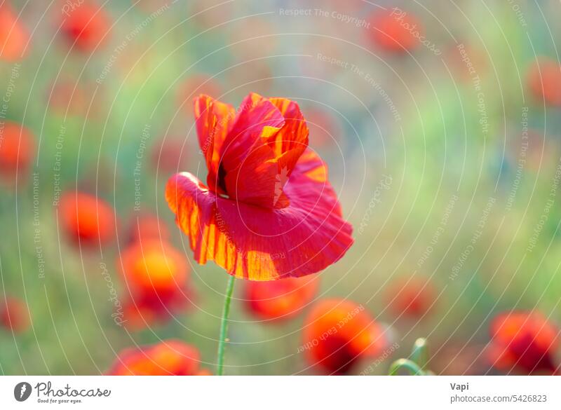 Poppies on the field poppy red flower grass green beautiful background spring plant agriculture aroma aromatherapy beauty bloom blossom blue botanical bud clear