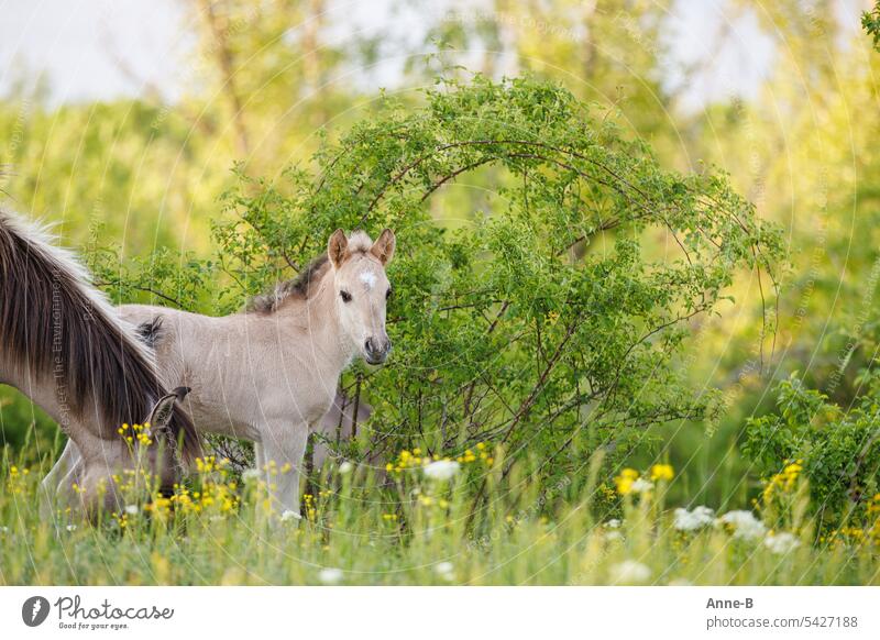 Konik foal and mother mare on a meadow in springtime Foal conic Small Horse child Wild horses out Pastureland Rural conservation Green Dun (horse) Primordial