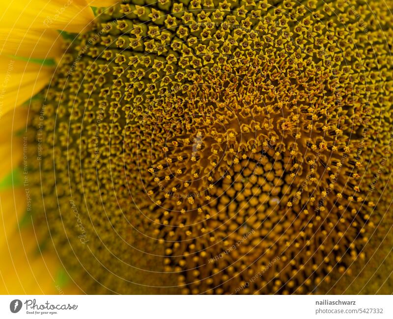 Sunflower, close up. Environment Landscape Plant Agricultural crop pretty Infinity Purity Warm-heartedness Romance Peace Field Flower Summer Nature Blossoming
