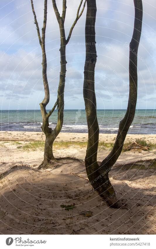 Trees on the beach trees Nature Landscape Environment Exterior shot Deserted Colour photo Tree trunk Wood Day tree trunks Beach Sand Clouds cloudy Ocean