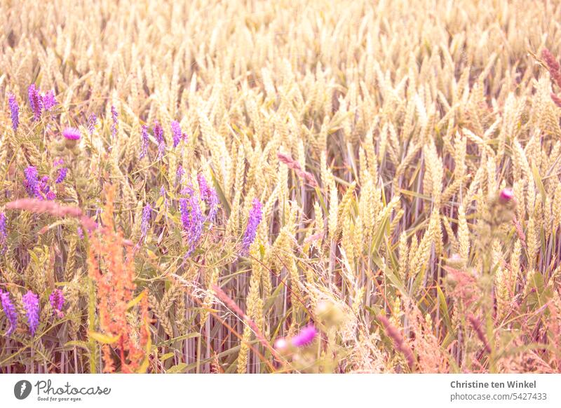 Wheat field with purple wild flowers Wheatfield Grain field Ear of corn Summer Agriculture Nutrition naturally Food Growth Bread Cereals Cornfield