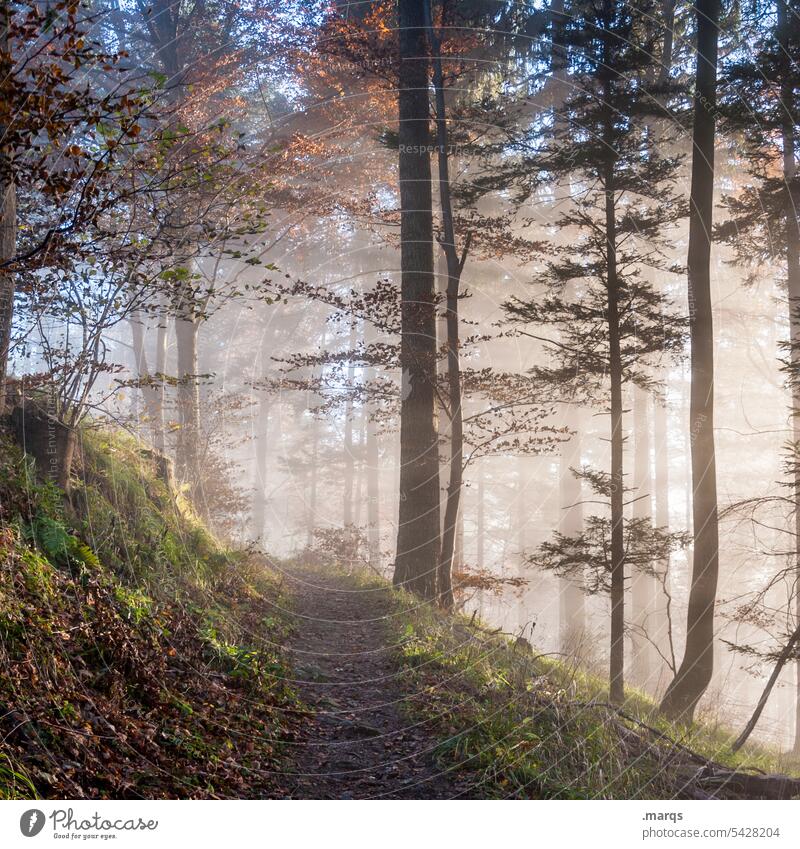 In the morning in the forest Forest Fog Morning fog in the morning Warm light foliage morning mood Lanes & trails Moody Nature Environment Sunlight Autumn