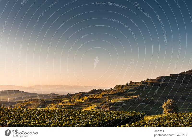 Late summer at the Kaiserstuhl Sunlight Evening Nature Moody Relaxation Wine growing Vine Hill Plant Beautiful weather Summer Sky Landscape Terraced fields