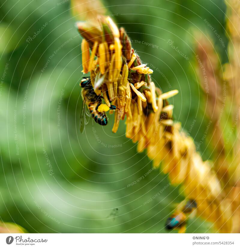 In the vibrant outdoor tapestry of Arusha, Tanzania, a mesmerizing moment unfolds as a diligent bee engages in a delicate dance upon a maize flower. The image captures the essence of nature's ballet, showcasing the intricate connection between pollinator a