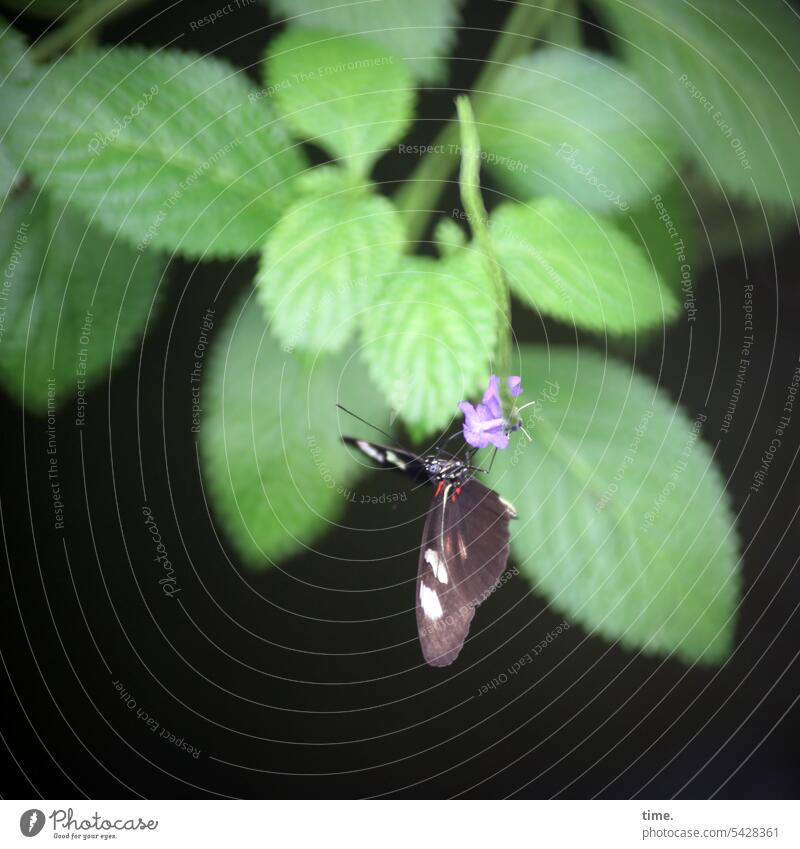 Butterfly on purple cocktail in fresh green ambience Insect Animal Nature butterflies Blossom Nectar food source Plant Garden purple flowers Leaf leaves