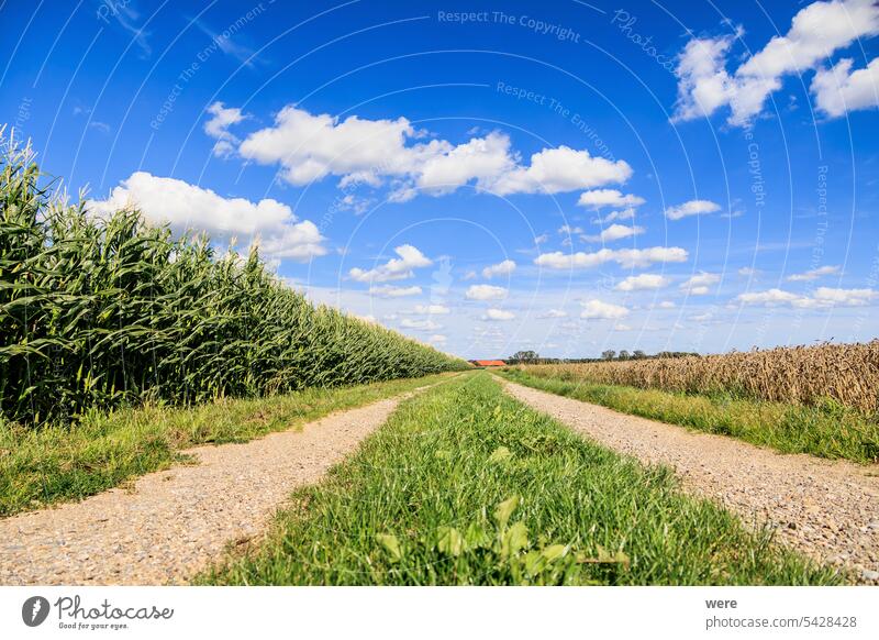 View over the grain fields near Untermühlhausen under blue sky with cumulus clouds bavaria cloud formation cloudy sky copy space farmer food landscape nature