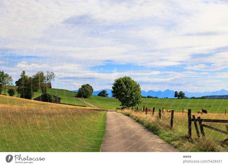 Alpine view over meadows and field paths towards the Alps near Reichling in Bavaria on a summer day with blue sky and light clouds alpine view alps bavaria