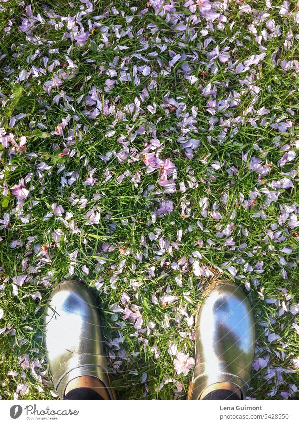 Silver clogs in flower meadow Footwear Exterior shot Colour photo Green Lawn feet Woman Day reflection Grass Meadow Nature Spring Plant Sunlight Summer Daisy