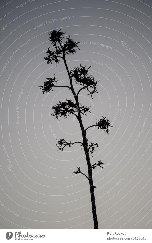 #A0# Agave black Agave leaf agave plant agave syrup Agave syrup Agave blossom Agave plant Agave Field silhouette Plant Exotic Canary Islands canary island
