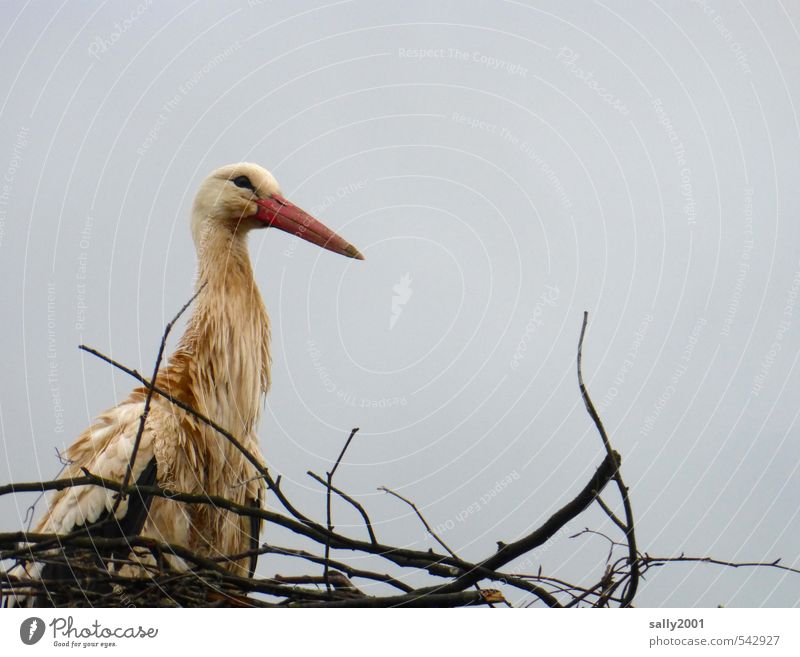 Am I not beautiful? Clouds Bad weather Animal Wild animal Bird Stork 1 Build Observe Looking Sit Wait Wet Nature Beautiful Nest Nest-building Eyrie