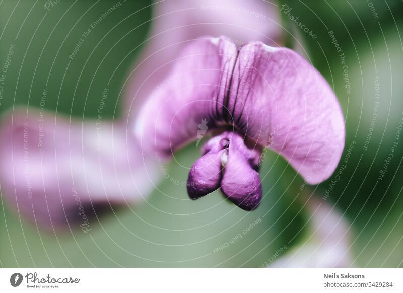 Close up of a purple pea flower with blurred background, selective focus. bloom blossom botanical bud climber close-up color colored colour delicate detail