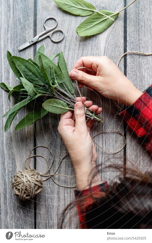 Sage leaf bundle in hands, prepare herbs to dry, hemp string wooden background overhead view sage dry herbs keep smudge seasoning culinary stick making natural