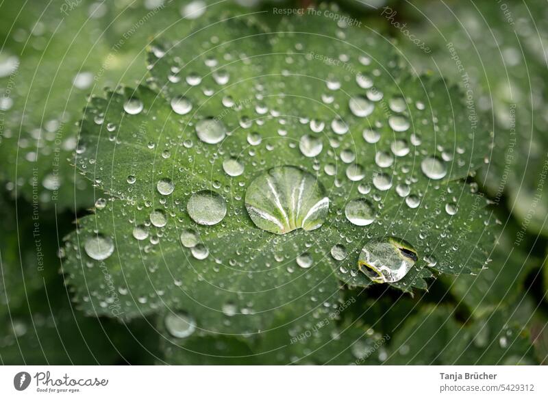 Close up of water drop on green leaf plant Drops of water Plant Leaf Green Foliage plant Nature Wet Shallow depth of field Reflection Exterior shot Close-up