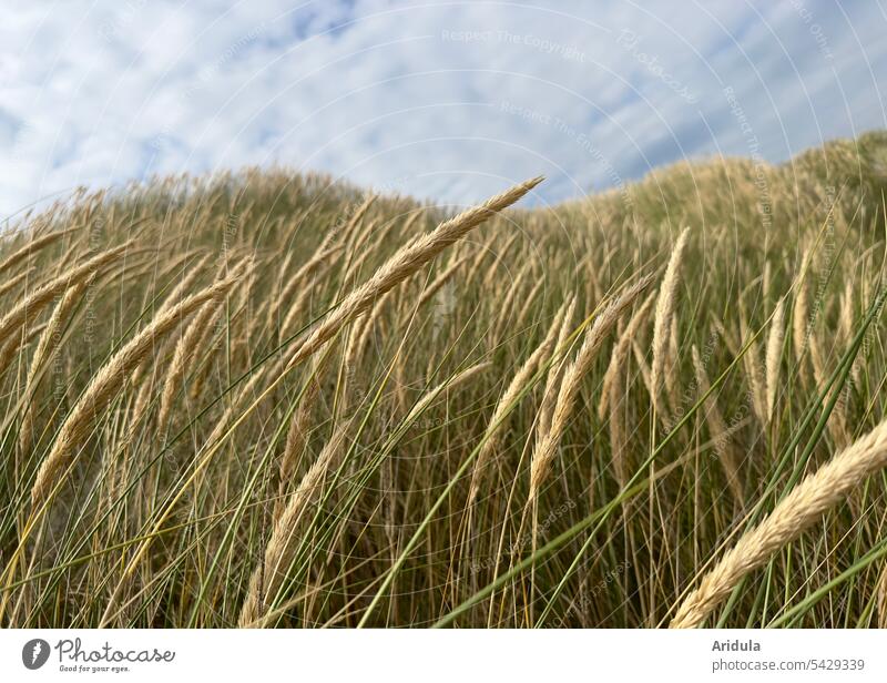 Dune grass in the wind Marram grass duene North Sea Sand coast Vacation & Travel Nature North Sea coast Landscape Wind Sky Clouds