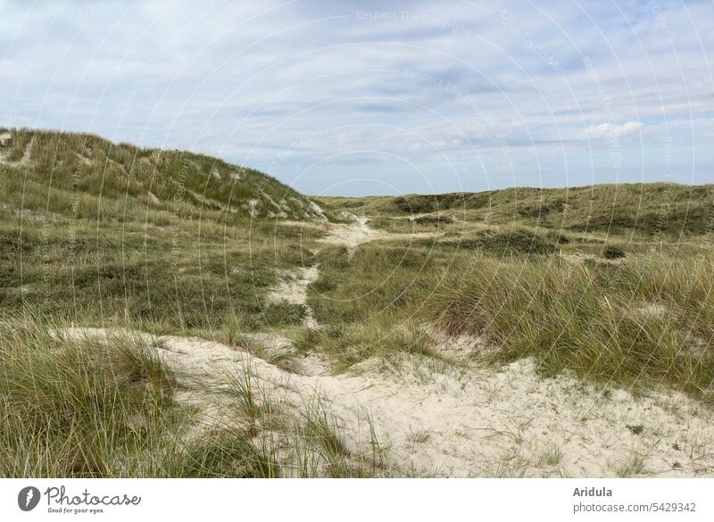Dunes with dune grass and cloudy sky at the North Sea duene dunes Grass Marram grass Sand Denmark Vacation & Travel North Sea coast Relaxation Landscape Tourism