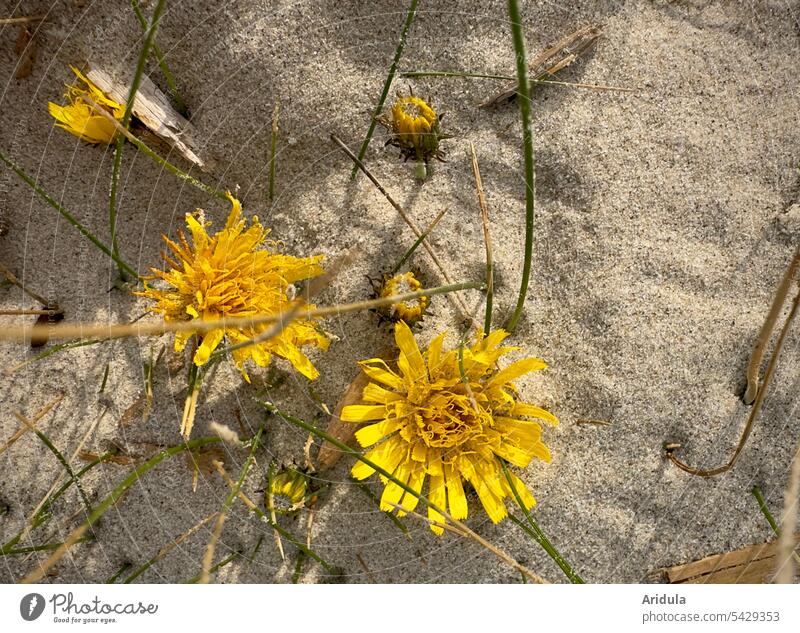Yellow flowers swallowed by sand blossoms Sand Beach duene North Sea coast Vacation & Travel Nature Marram grass dunes Denmark