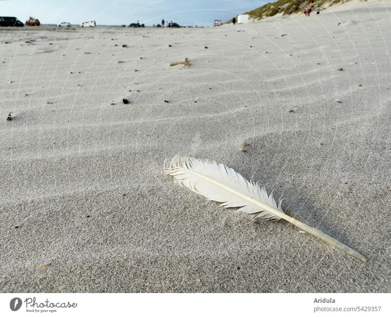 White feather on beach with cars and dune on horizon Feather Beach Sand Seagull North Sea coast duene Detail Nature Vacation & Travel Marram grass Landscape