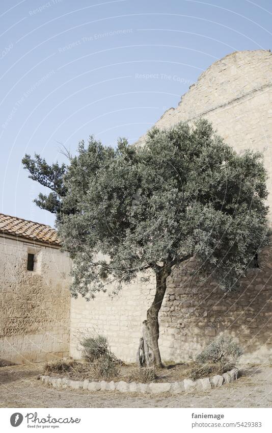 Olivenbaum Baum Provence Alt Altertum Festungen Les Baux-de-Provence Südfrankreich mittelmeer Mittelmeerraum Mediterran Warm Heiß Süden Sommer Sommerferien