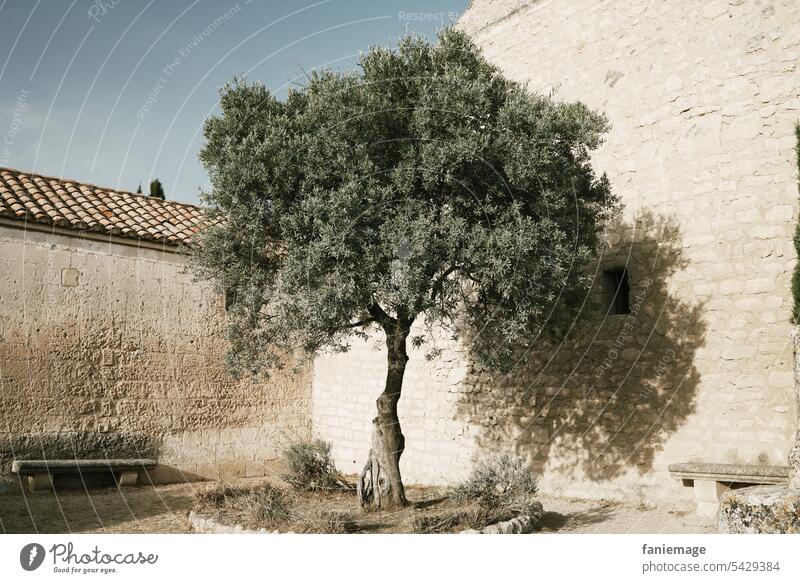 Olivenbaum mit Bank vor einem steinernen Gebäude Baum Provence Alt Altertum Festungen Les Baux-de-Provence Südfrankreich mittelmeer Mittelmeerraum Mediterran
