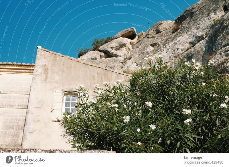 Oleander forever Steinwand Frankreich Les Baux-de-Provence Mediterran Mittelmeer Sommer mediterran Südfrankreich Reisefotografie Urlaub sommerlich Felsen Haus