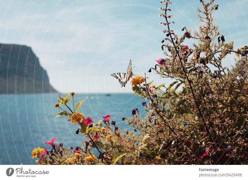 Schmetterling am Strand Plage du Bestouan von Cassis Mittelmeer klares Wasser türkis Südfrankreich Frankreich Côte d'Azur Berge Bergkette Hügel Küstenort Urlaub