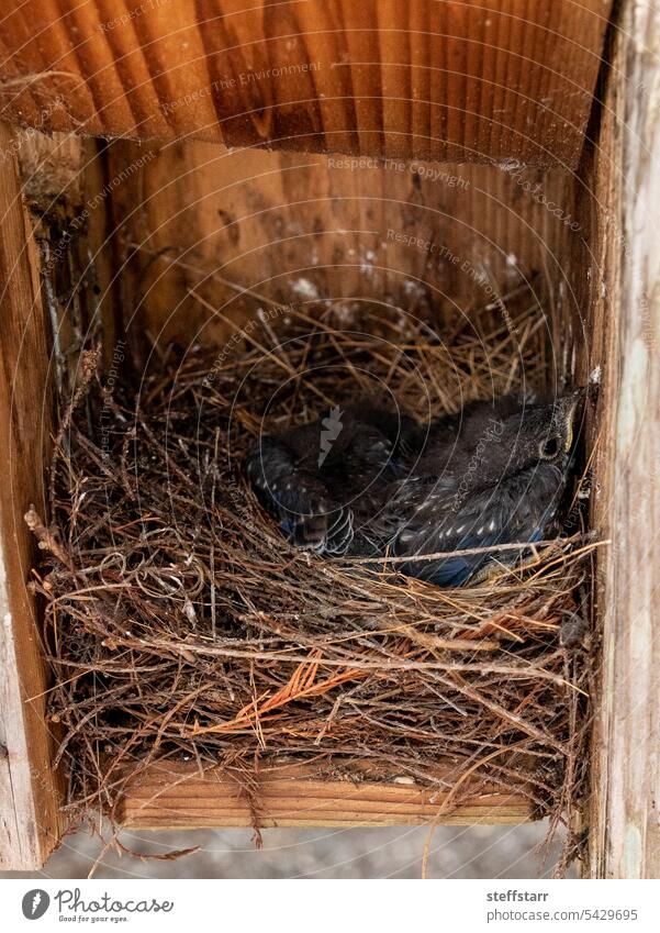 Hatchling eastern bluebirds Sialia sialis in a birdhouse nest Baby bird hatchling bird nest baby bluebird nature animal hungry nest box nesting beak wild bird