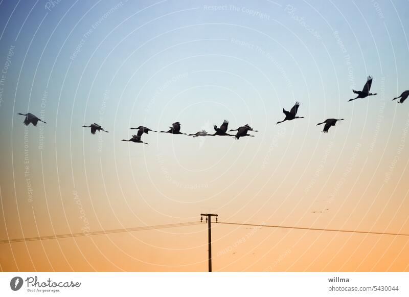 The call of the cranes Cranes flight Silhouette Flying Migratory birds Departure Telegraph pole Transmission lines Color gradient Neutral background Copy Space