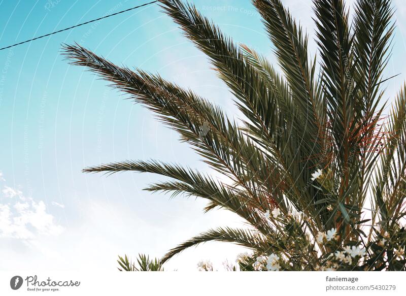 mediterraner Palmwedel in Kompagnie von Oleander Palme Wolke blauer Himmel Mittelmeer Stromkabel Reisefotografie sommer Sommerurlaub Urlaub hellblau Grün