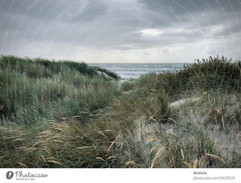 Behind is the sea! | View from the dunes with grasses to the North Sea on a stormy day Ocean Marram grass Wind squall Nature Beach coast Vacation & Travel Sky