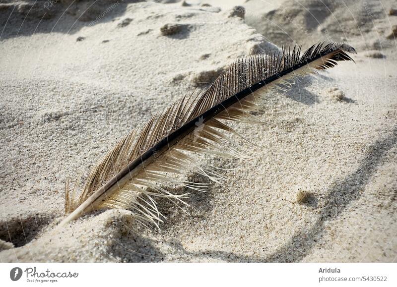 Feather stuck in sand Sand Beach Sandy beach Detail Sunlight Vacation & Travel Ocean Nature coast Summer Summer vacation feather Bird
